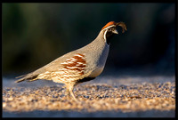 Gambel's Quail