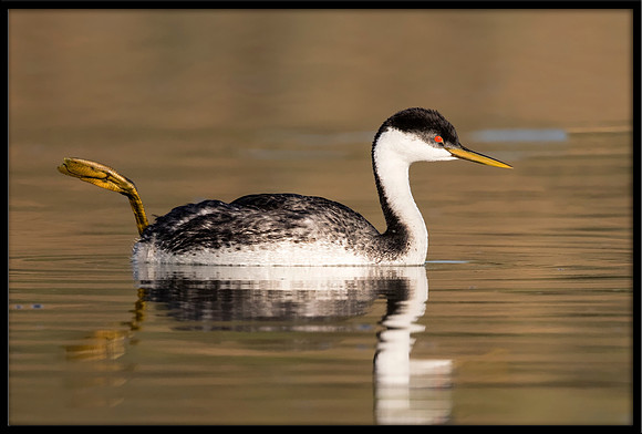 Western Grebe