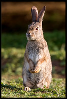 Desert Cottontail
