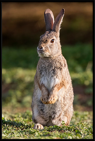 Desert Cottontail