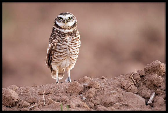 Burrowing Owl