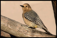 Gila Woodpecker