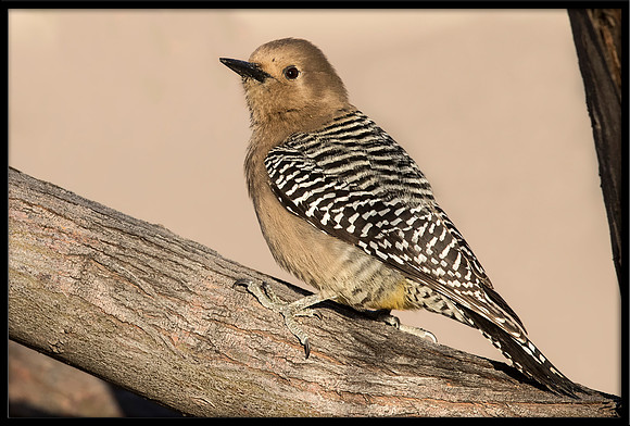 Gila Woodpecker
