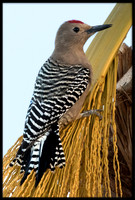 Gila Woodpecker