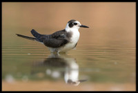 Black Terns