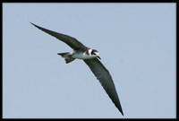 Black Tern (juvi)