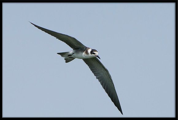 Black Tern (juvi)