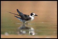 Black Tern (juvi)
