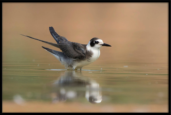 Black Tern (juvi)