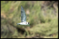 Black Tern (juvi)