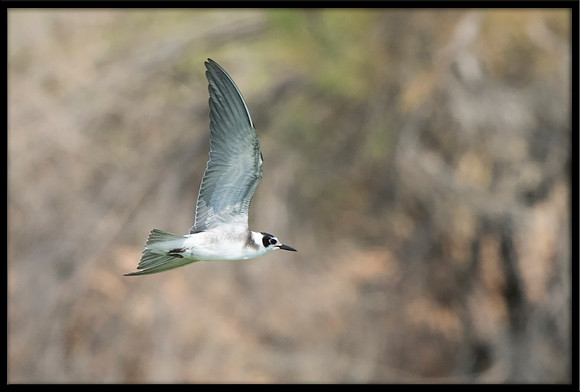 Black Tern (juvi)
