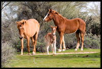 Salt River Wild Horse