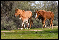 Wild Horses