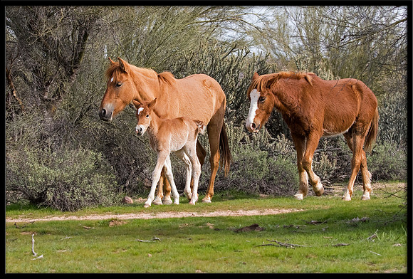 Salt River Wild Horse Family