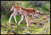 Salt River Wild Horse