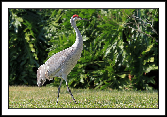Sandhill Crane