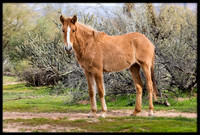 Salt River Wild Horse