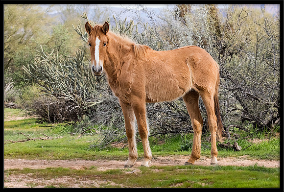 Salt River Wild Horse