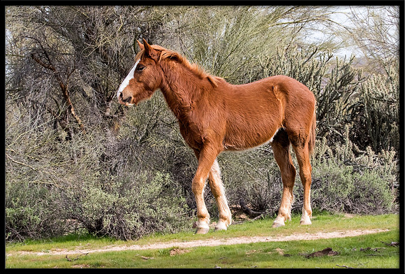Salt River Wild Horse