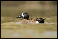 Blue-winged Teal