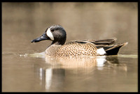 Blue-winged Teal
