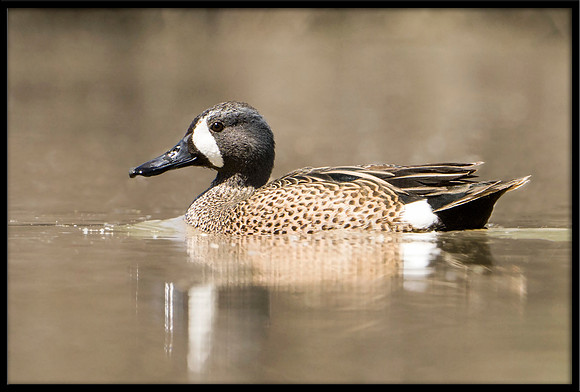 Blue-winged Teal