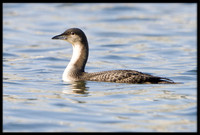Pacific Loons