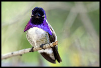 Costa's Hummingbird