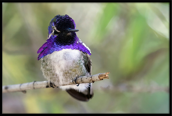Costa's Hummingbird"