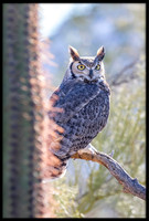 Great Horned Owl