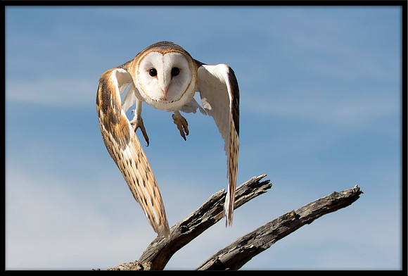 Barn Owl
