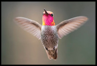 Anna's Hummingbird