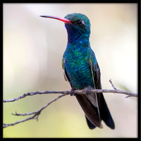 Broad-billed Hummingbird