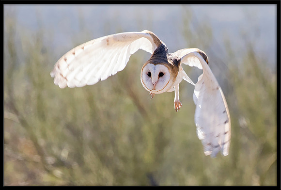 Barn Owl
