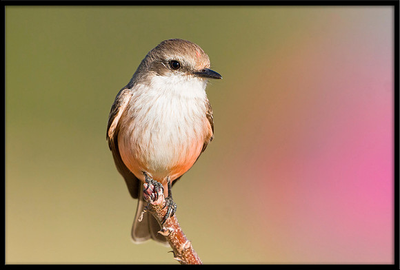 Vermilion Flycatcher