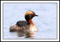 Horned Grebe