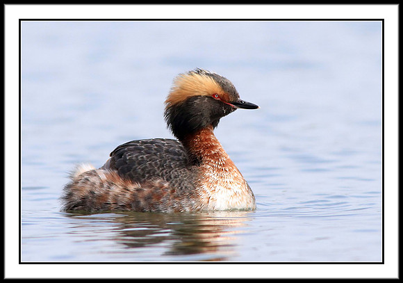 Horned Grebe