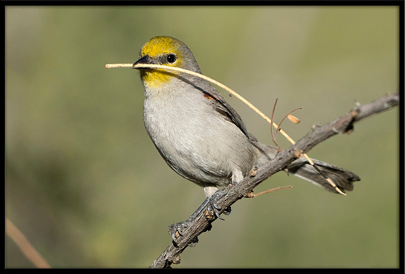 Verdin With Nesting Material