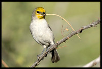 Verdin With Nesting Material