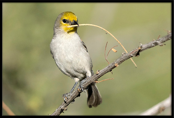 Verdin With Nesting Material