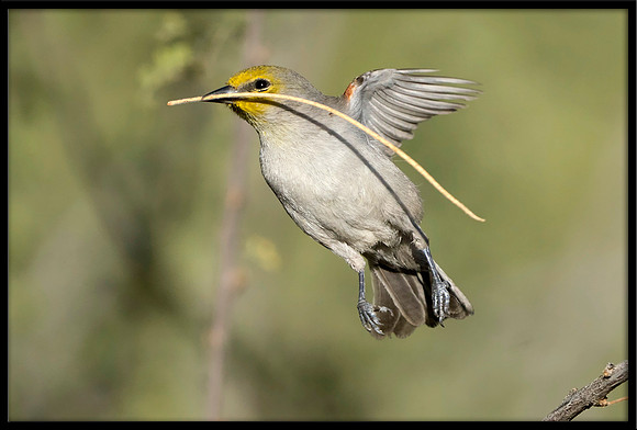 Verdin With Nesting Material