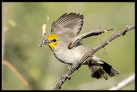 Verdin With Nesting Material
