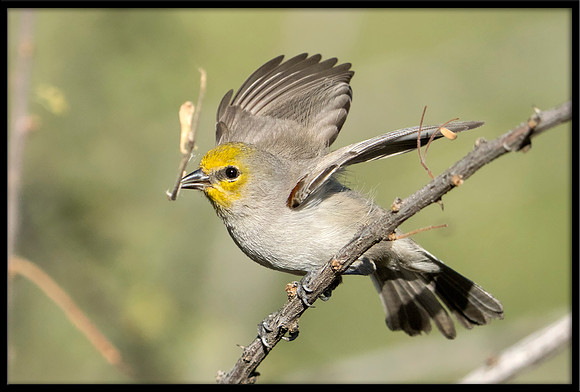 Verdin With Nesting Material