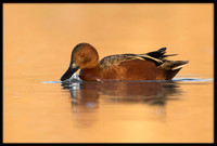 Cinnamon Teal