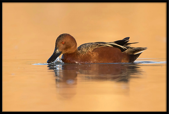 Cinnamon Teal