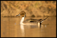 Northern Pintail