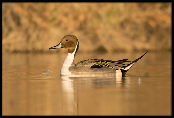 Northern Pintail