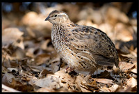 Coturnix Quail