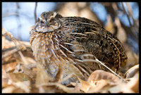 Coturnix Quail