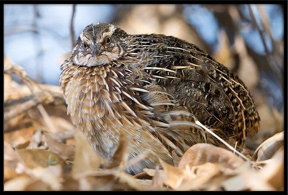 Coturnix Quail